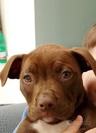 American Pitbull terrier