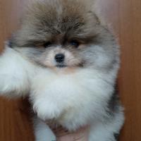 Spitz tedesco nano/Pomerania