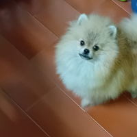 Spitz