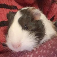 Porcellini d india (cavie peruviane)