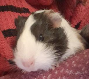 Porcellini d india (cavie peruviane)