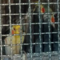 Calopsite maschio sessati