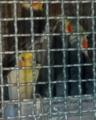 Calopsite maschio sessati