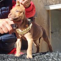 American pitbull terrier