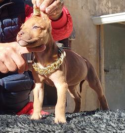 American pitbull terrier