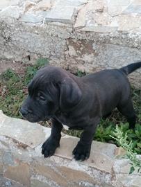 American Pitbull terrier UKC 