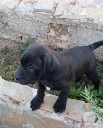 American Pitbull terrier UKC 