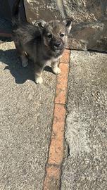 Cuccioli simil Husky