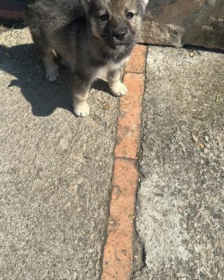 Cuccioli simil Husky