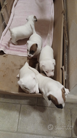 Jack Russell Terrier