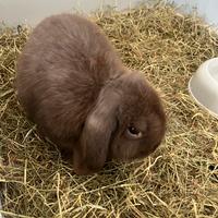 Cucciolo ariete nano X miniloop