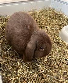 Cucciolo ariete nano X miniloop