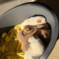 Cuccioli di Pomerania disponibili