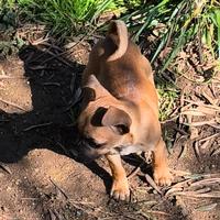 Cucciolo chihuahua di tre mesi