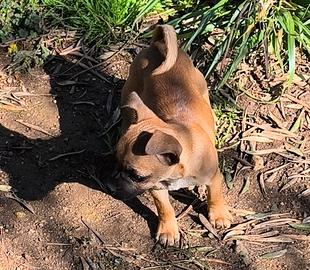 Cucciolo chihuahua di tre mesi