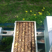 Sciami ligustica e buckfast