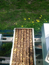 Sciami ligustica e buckfast