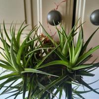 pianta di tillandsia