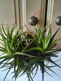 pianta di tillandsia