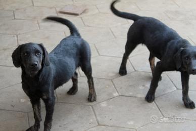 cuccioli labrador neri
