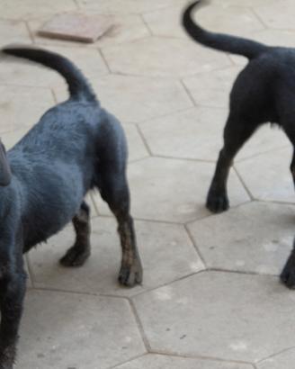 cuccioli labrador neri