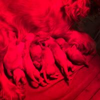 Cuccioli cocker spaniel inglesi