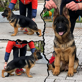 Cucciolo pastore tedesco