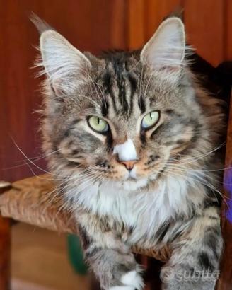 Maine Coon per accoppiamento