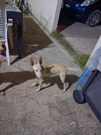 Cirneco podenco