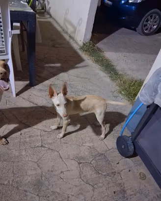 Cirneco podenco