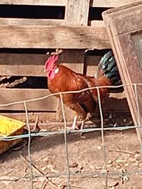 Galli,galline ,chiocce con pulcini e uova,