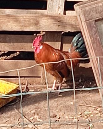 Galli,galline ,chiocce con pulcini e uova,