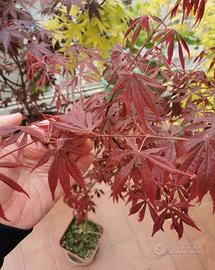 Pianta di Acero giapponese da seme