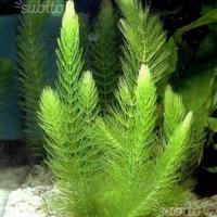 Ceratophyllum demersum e altre piante rapide