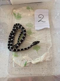 Serpente del grano (pantherophis guttatus)