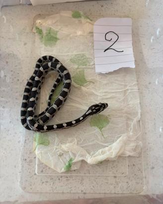 Serpente del grano (pantherophis guttatus)
