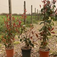 photinia in vaso