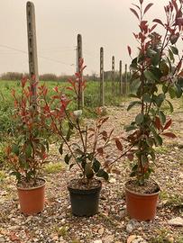 photinia in vaso