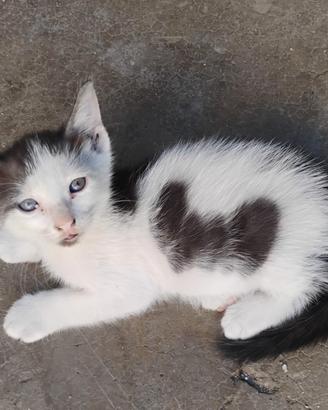 Stupendi gattini di 2 mesi