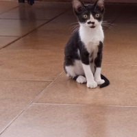 Gatti 3 mesi