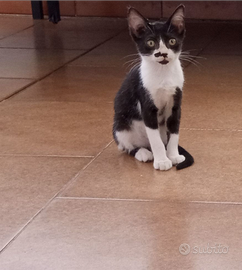 Gatti 3 mesi
