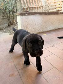 Cuccioli cane corso