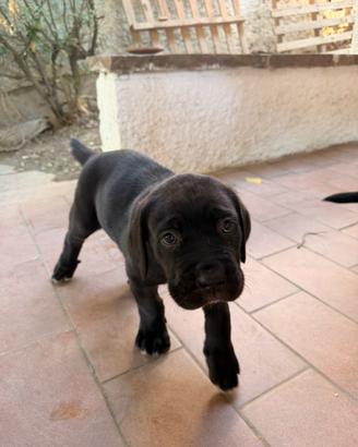 Cuccioli cane corso