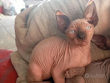 SENZA PELO canadian sphynx 