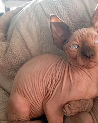 SENZA PELO canadian sphynx 
