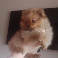 Spitz Nano (Volpino di Pomerania)