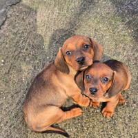 Cuccioli bassotto tedesco