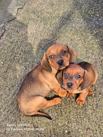 Cuccioli bassotto tedesco