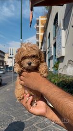 Cuccioli di maltipoo