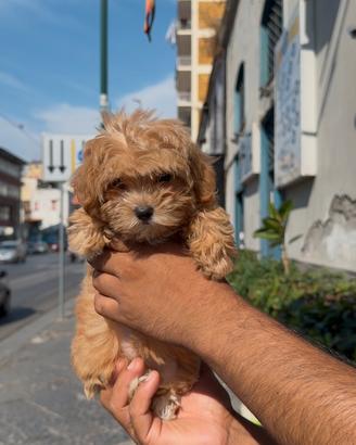 Cuccioli di maltipoo